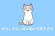 日本のネコが粗相をしたのに「僕何もしてませんけど？」な顔で可愛すぎると話題に！【タイ人の反応】