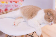 隣の部屋の押し入れで寝てた猫が眠そうな顔でヨロヨロ登場