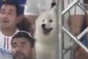 モフモフな犬が観客席の中にいた。テニスの試合を観戦中♪ → みんなと一緒にこうなります…