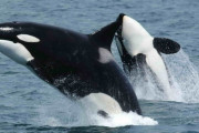 【世界の衝撃ニュース】シャチが人間に牙をむき始めた？