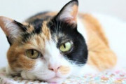 「猫を飼うとGがいなくなる」って本当？　獣医師に真偽を聞いてみた