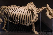 【画像】サイの骨格ｗｗｗｗｗｗｗｗｗｗｗｗｗｗｗｗｗｗｗｗｗｗｗｗｗｗｗｗｗｗｗｗｗｗｗｗｗｗ
