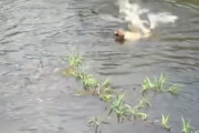【動画】ワニの池に飛び込んだ犬、飼い主が必死に叫ぶ目の前で食べられてしまう…