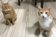 【画像】おねだりしてるような猫「一生のお願い」に見えるｗ