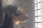イヌが真剣に窓から外を見ていた。飼い主がブラインドを閉めてみる → 犬はこうする…