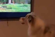２匹の犬がテレビを見ていた。画面に動物が現れる → １匹、やっちまう…