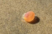 ぷるんとしたブドウみたいな謎の物体を海岸で発見。その正体は？