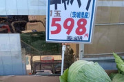 キャベツが「高級食材」に　1玉598円の衝撃　農家では深刻な人手不足で外国人が“参入”