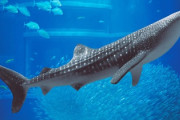 【悲報】中国のジンベエザメが見られる水族館、ジンベエザメがロボットなのがバレて返金騒動に