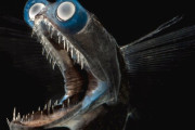 【画像】なんJ民っぽい深海魚が発見される