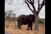 【動画】ゾウ、めちゃくちゃつよい