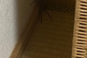 【閲覧注意】クソでかいクモさん、現れる（※画像あり）