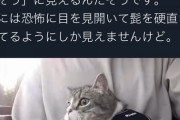 【悲報】猫に自信ネキ「もちまるは恐怖のサインを出している」