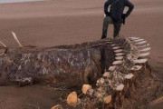 【ネッシー】スコットランドの海岸に「謎の巨大な骨」が打ち上げられているのが見つかり、海外で話題に