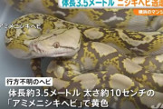 【脱走】アミメニシキヘビが逃げ出したアパート、ペット不許可だった…