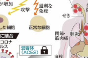 免疫暴走で肺炎重篤化か　新型コロナ、全身臓器に侵入　研究で判明