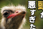 ダチョウの回復力と免疫がヤバすぎるｗｗｗ