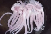 【ヤバイ】中国の市場で買ったイカを茹でると・・・ うわぁあああああああ