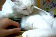 【動画】 猫にも性格色々【再】