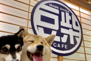 海外｢日本の柴犬カフェに行ってきた｣日本に引っ越したい