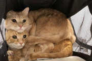 【どうぶつ画像】キャリー？にすし詰めのねこたち、3匹が現れた、わんこのベッドが占拠される ほか【再】