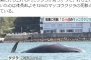 【熊本】10メートル超のマッコウクジラが天草の浅瀬に打ち上げられる！4年前の熊本地震の時も...