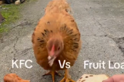 【悲報】ニワトリさん、KFCのフライドチキンが大好きなことが判明するｗｗｗｗｗ