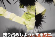 【朗報】ウニ、キャベツをムシャムシャ食べる?