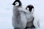 【画像集】ペンギンの赤ちゃん、かわヨすぎる