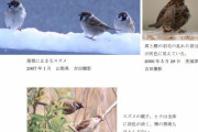 【速報】スズメ、ガチで害鳥だった