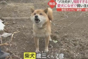 【朗報】犬、海外の研究で平均89単語くらい理解できることが判明。なお、バカ犬は15単語程度の模様
