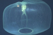 【動画】大きな膜で獲物を閉じ込め捕食　珍しい深海クラゲが撮影される　チリ沖
