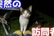 【ねこ動画】キャンプ場のねこ、野良とは思えないねこ ほか【再】