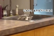動物病院常駐の猫、巨大な犬の登場にシンクにすっと身をひそめる