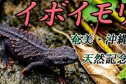 県の天然記念物イボイモリを韓国に持ち出そうとしたか　韓国人２人逮捕
