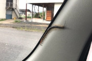 【悲報】お父さん、車内の『ムカデ』を追い出そうとした結果・・・・・