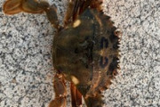 🦀😮カニ釣れたけど何カニ？（※画像あり）