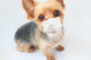 【悲報】新型コロナウイルス、ペットの犬にも感染した模様……