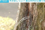 「木がおしっこをしているみたい」と話題騒然  富山 （※画像あり）