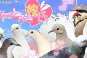 【急げ】ハトと恋愛する乙女ゲー『はーとふる彼氏』、PS4・PSVita・モバイル版が5月末で配信終了に！