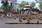 海外「観光客の減少で腹を空かせた猿がタイの街中に大量出没」