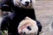 【悲報】上野動物園の双子パンダ、『完全終了』のお知らせ・・・