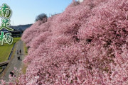 海外「コロナさえ無ければ、桜を見に日本に行くことができるのに…」満開の春めき桜が美しいと話題に（海外の反応）