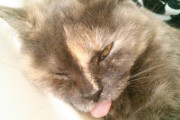【再掲】【画像】 うちのねこの寝顔にビックリさせられた。