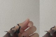 カブトムシネイルってどんなネイルだよ・・・