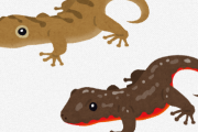 爬虫類と両生類の区別がつかないやつWWWWWWWWWWWWWWWWWWWW