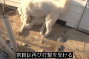 奈良、犬の強襲を受ける