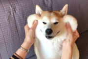【GIF】犬←賢いです、働きます、可愛いです、上の人の言うこと聞けます、躾をすればうるさくしません