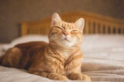 【猫】ぜんぶ猫が爪でひっかけた穴なんだぜ………」　子猫が作り出した偶然の産物えｗｗｗ