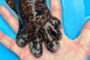 いやちょっと待て、このサイズは反則だろ？オオサンショウウオの手の大きさが世界中で話題に